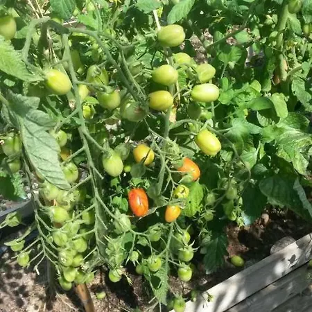 Annetta Βίλα Poggi